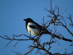 Pica pica