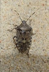 Rhaphigaster nebulosa