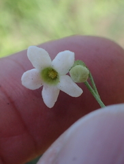 Trochomeria sagittata