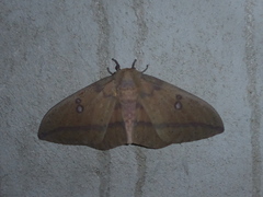 Eacles imperialis