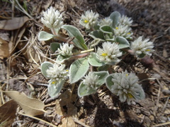 Gomphrena caespitosa