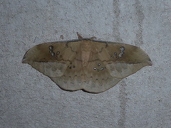 Copaxa multifenestrata