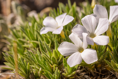 Phlox missoulensis