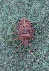 Rhaphigaster nebulosa