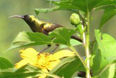 Nectarinia kilimensis