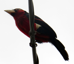 Lybius bidentatus