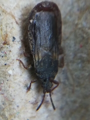 Aneurus avenius