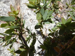 Quercus toumeyi