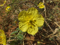 Tribulus omanense