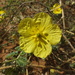 Tribulus omanense - Photo (c) Angela Manthorpe, alguns direitos reservados (CC BY-NC), uploaded by Angela Manthorpe