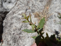 Quercus toumeyi