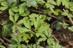 Tranzschelia anemones