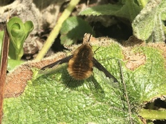 Bombylius major