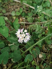 Allium roseum