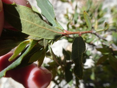 Quercus toumeyi