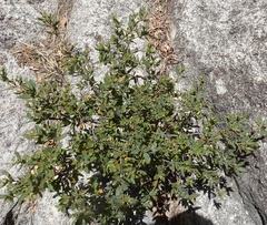 Quercus toumeyi