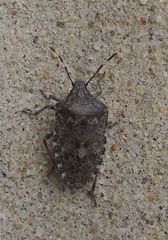 Rhaphigaster nebulosa