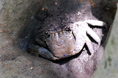 Episesarma versicolor