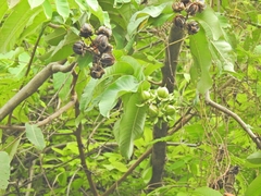 Duabanga grandiflora