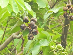 Duabanga grandiflora