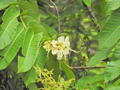 Duabanga grandiflora