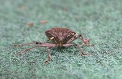 Rhaphigaster nebulosa