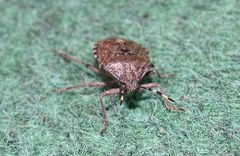 Rhaphigaster nebulosa