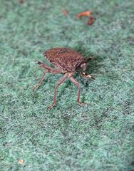 Rhaphigaster nebulosa