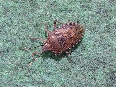 Rhaphigaster nebulosa