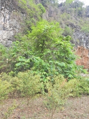 Duabanga grandiflora