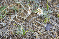 Boechera pendulocarpa