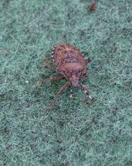 Rhaphigaster nebulosa