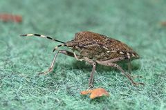 Rhaphigaster nebulosa