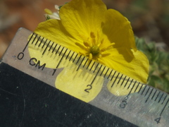 Tribulus omanense