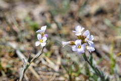 Boechera pendulocarpa
