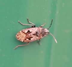Rhyparochromus