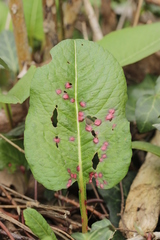 Microbotryum pustulatum