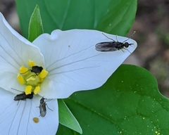 Iteaphila