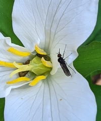 Iteaphila