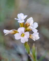 Boechera pendulocarpa