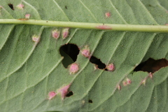 Microbotryum pustulatum