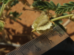 Tribulus omanense