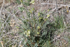 Astragalus eremiticus