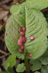 Microbotryum pustulatum