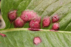 Microbotryum pustulatum