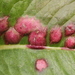 Microbotryum pustulatum - Photo (c) bjoerns, alguns direitos reservados (CC BY-SA), uploaded by bjoerns