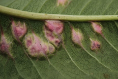 Microbotryum pustulatum