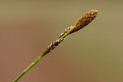 Carex umbrosa