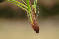 Carex umbrosa