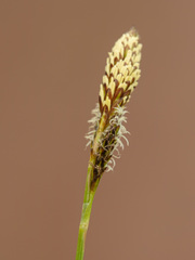 Carex umbrosa
